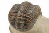 Partially Enrolled Reedops Trilobite - Aatchana, Morocco #235691-4